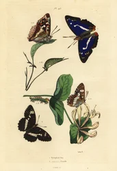 Lilla kejser, Apatura iris 1 og eurasisk hvid admiral, Limenitis camilla 2