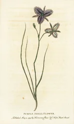 Lilla skalblomst fra New South Wales, Australien. Måske en fantasifuld blomst fremstillet af en kunstig blomsterhandler Håndkoloreret kobberstik fra "The Naturalist