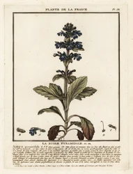Pyramidal bugle, Ajuga pyramidalis.