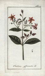 Quinquina (Cinchona officinalis). Litografi fra "Afbeelding der Artseny-Gewassen" af Johannes Zorn (1739-1799), Holland