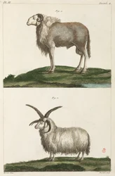Væddere