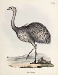 Rhea, Sydamerika, c 1832-1836