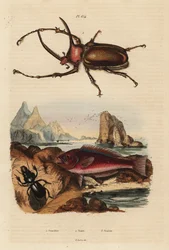 Rhinoceros scarab bille, Golofa porteri 1, kretensisk scarab-fisk, Scarus creticus 2 og Scarites buparius bille 3