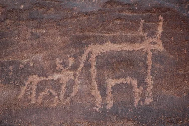 Klippekunst, forhistorie: Indgravering af en ko og dens kalv i Uweinat-massivet, Egypten. (Periode fra 8000 til 3000 år f.Kr.). Fotografering