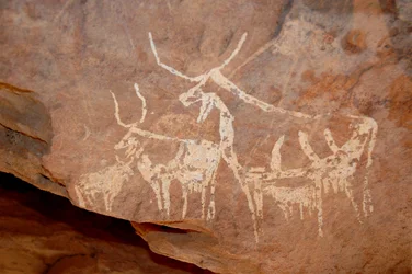 Klippekunst, forhistorie: Klippemaleri af kvæg med store horn i et læ udsmykket i Uweinat-massivet, Sudan (Karkur-Talh eller Karkur Talh). Periode fra 8000 til 3000 år f.Kr. Fotografering