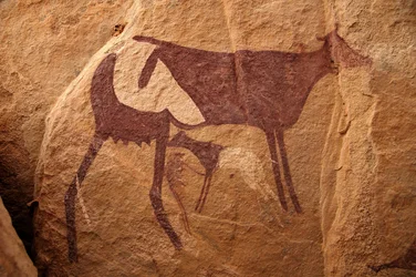 Klippekunst, forhistorie: Klippemaleri af en stor tofarvet ko og dens kalv i et udsmykket husly i Uweinat-massivet, Sudan. Periode fra 8000 til 3000 år f.Kr. Fotografering