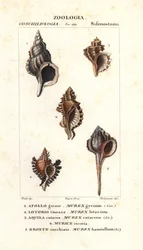 Klippesnegle fra Jussieus "Dictionary of Natural Science", Firenze, Italien