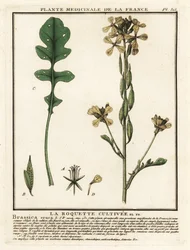Raket eller rucola, Eruca vesicaria