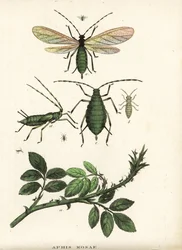 Rosenbladlus, Aphis rosae, på rosenbusk. Håndkoloreret litografi fra Georg Friedrich Treitschkes naturhistoriske galleri, Naturhistorischer Bildersaal des Thierreiches, Liepzig-1842.