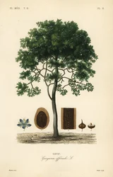 Roughbark wood-life eller guaiacwood, Guaiacum officinale, Guayacum officinale, Gayac
