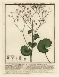 Rundbladet saxfrage, Saxifraga rotundifolia.