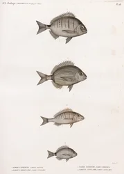 Sargue Enrouee; Almindelig Sargue; Pagre Mormyre & Annular Sargue