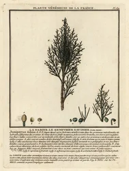 Savin enebær eller savin, Juniperus sabina.