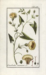 Scamonee (Convolvulus scammonia). Litografi fra "Afbeelding der Artseny-Gewassen" af Johannes Zorn (1739-1799), Holland