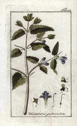 Scutellaire med hjelm eller stor hat (Scutellaria galericulata). Litografi fra "Afbeelding der Artseny-Gewassen" af Johannes Zorn (1739-1799), Holland