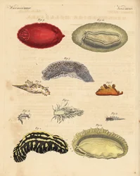 Havsnegle: Phyllidia varicosa 1,2, Tergipes limacina 3,4, Aeolidia papillosa 5, Scyllaea pelagica 6, Tritonia hombergii 7, Polycera quadrilineata 8 og Platydoris argo 9,10. Håndkoloreret kobberstik fra Friedrich Johann Bertuchs Bilderbuch fur