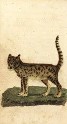 Serval, Leptailurus serval., 1800 (gravering)