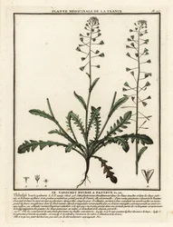 Hyrdepung, Capsella bursa-pastoris.