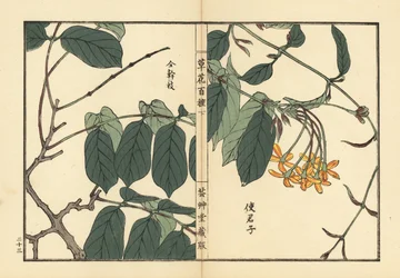 Shikunshi, kinesisk kaprifolium eller Rangoon creeper, Combretum indicum (Quisqualis indica) Håndkoloreret træsnit af Kono Bairei fra Kusa Bana Hyakushu (One Hundred Varieties of Flowers), Tokyo, Yamada