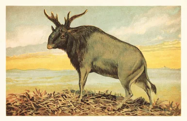 Shivas Beast, Sivatherium giganteum.1908 (Litograf)