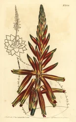 Kortbladet aloe, Aloe brevifolia var
