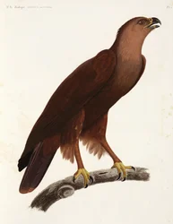 Skingrende Ørn, Egypten