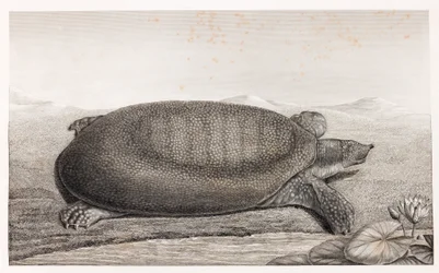Sidebillede af en skildpadde