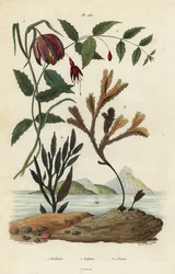 Slangehoved-fritillary, Fritillaria meleagris 1, kolibri-fuchsia, Fuchsia magellanica 2, tandstang, Fucus serratus 3 og Fucus siliqueux 4. Fritillaire, Fuchsie, Fucus
