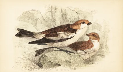 Snespurv, Plectrophenax nivalis.1889 (gravering)