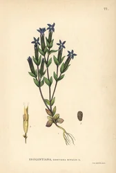 Sne-ensian, Gentiana nivalis