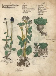 Spidset skræppe, Phyteuma spicatum, skirret, Sium sisarum, og majroe, Brassica rapa. Håndkoloreret træsnit af en botanisk illustration fra Adam Lonicers Krauterbuch, eller Herbal, Frankfurt