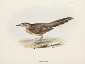 Spinetail, Sydamerika, c 1832-1836