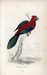 Pragtfuld papegøje (Psittacus gloriosus). Platycerus elegans. Litografi af Joseph Kidd, baseret på en tegning af John Audubon, i Miscellany of Natural History: Parrots, Sir Thomas DiK Lauder and Captain Thomas Brown, udgivet i Edinburgh, Skotland, i 1833.