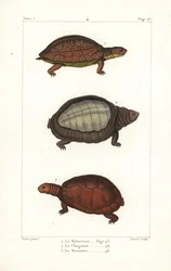 Pletbenet skildpadde, Rhinoclemmys punctularia 1, indisk klapskildpadde, Lyssemys punctata 2, og nordafrikansk hjelmskildpadde, Pelomedusa subrufa olivacea. Håndkoloreret kobberstik af David efter en illustration af Jean-Gabriel Pretre fra Bern.