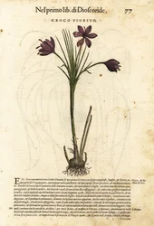Forårskrokus, Crocus vernus (blomstrende krokus). Håndkoloreret træsnit af Wolfgang Meyerpick efter en illustration af Giorgio Liberale fra Pietro Andrea Mattiolis Discorsi di P.A. Matthioli ne i sei libri della Materia Medicinale di Pedacio Dioscorid.