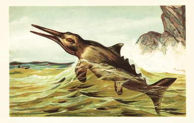 Stenopterygius quadriscissus, uddød ichthyosaur.1908 (litografi)