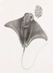 Stingray, nærbillede fra toppen