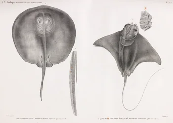 Stingray, for og bag