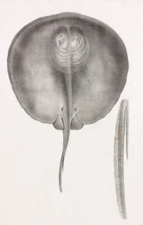 Stingray, tæt på forfra