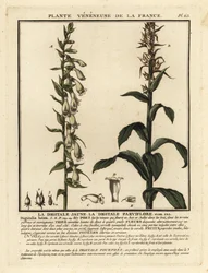 Halm-rævehandske, Digitalis lutea.