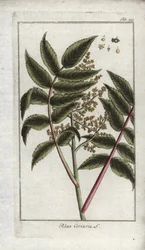 Sumak af corroyers eller rejsende, eller corroyere (Rhus coriaria). Litografi fra "Afbeelding der Artseny-Gewassen" af Johannes Zorn (1739-1799), Holland