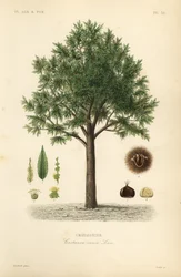 Sød kastanje, Castanea sativa, Castanea vesca, Chataignier