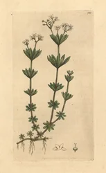 Sødskærm, Galium odoratum (sød skovmærke, Asperula odorata) (gaillet odorant) Håndkoloreret kobberstik efter en tegning af James Sowerby til James Smith