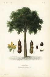 Tamarindtræ, Tamarindus indica, Tamarinier