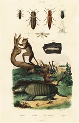 Tarsier, bæltedyr og biller. ,1834-1839 (gravering)