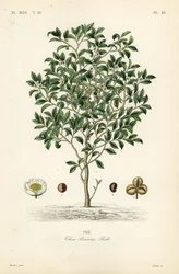Tea tree eller teplante, Camellia sinensis, Thea sinensis, den