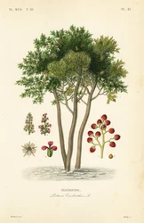 Terebinth eller terpentintræ, Pistacia terebinthus, Terebinthe