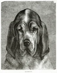 Blodhunden. 1902 (litho)