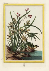 Elleborin fra Kina. Helleborine orkidé, Cephalanthera longifolia. Håndkoloreret radering fra Pierre Joseph Buchoz "Dyrebar og oplyst samling af de smukkeste og mest kuriøse blomster, der dyrkes både i Kinas og Europas haver.