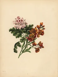Helen Geranium, præference; Havemurblomsten, Troskab i Ulykke